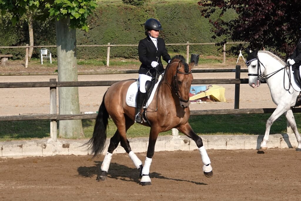 PRE dressage