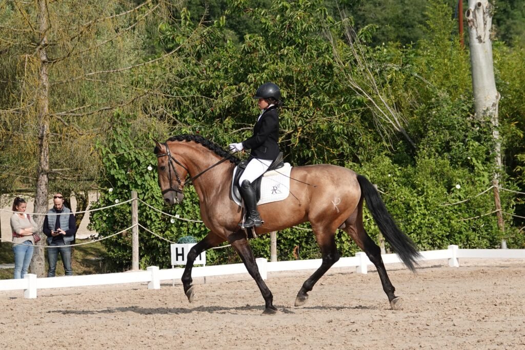 Decidido YR PRE satallion dressage