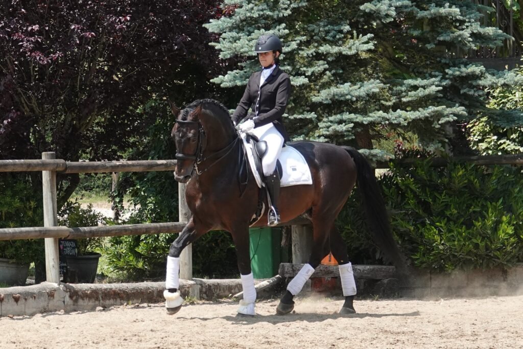 Hidalgo dressage horse for sale