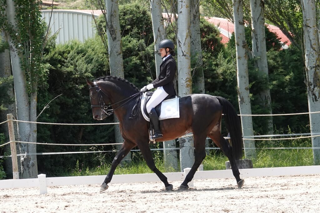 Hidalgo dressage horse for sale