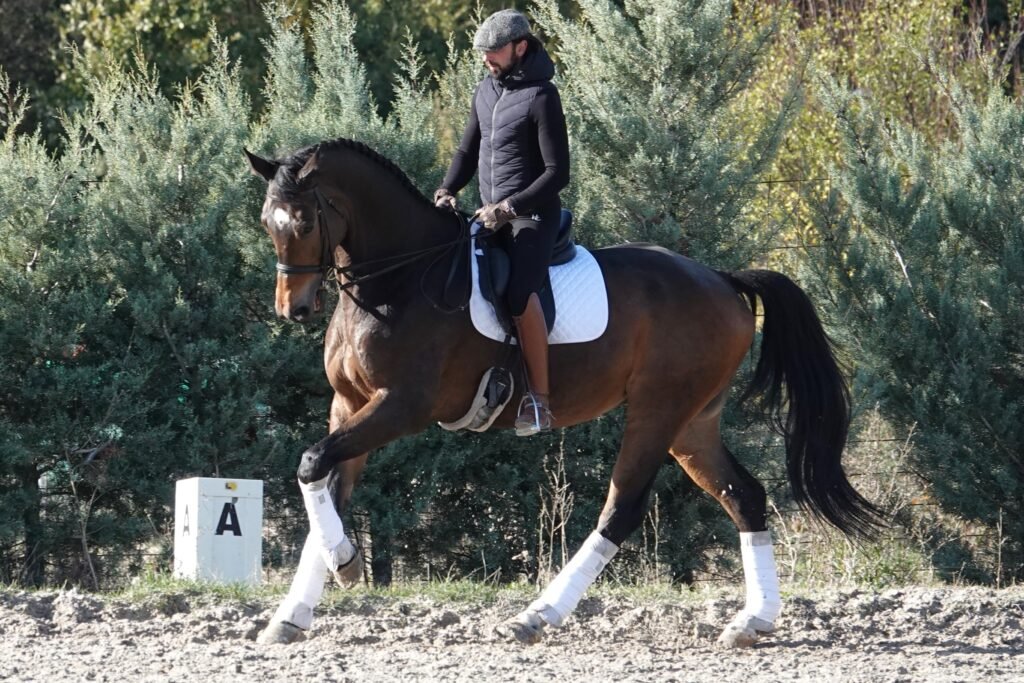 D´Jigolo dressage horse for sale