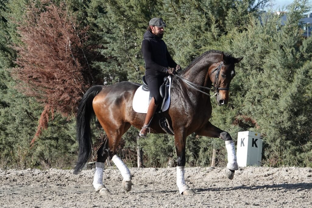 D´Jigolo dressage gelding Spain