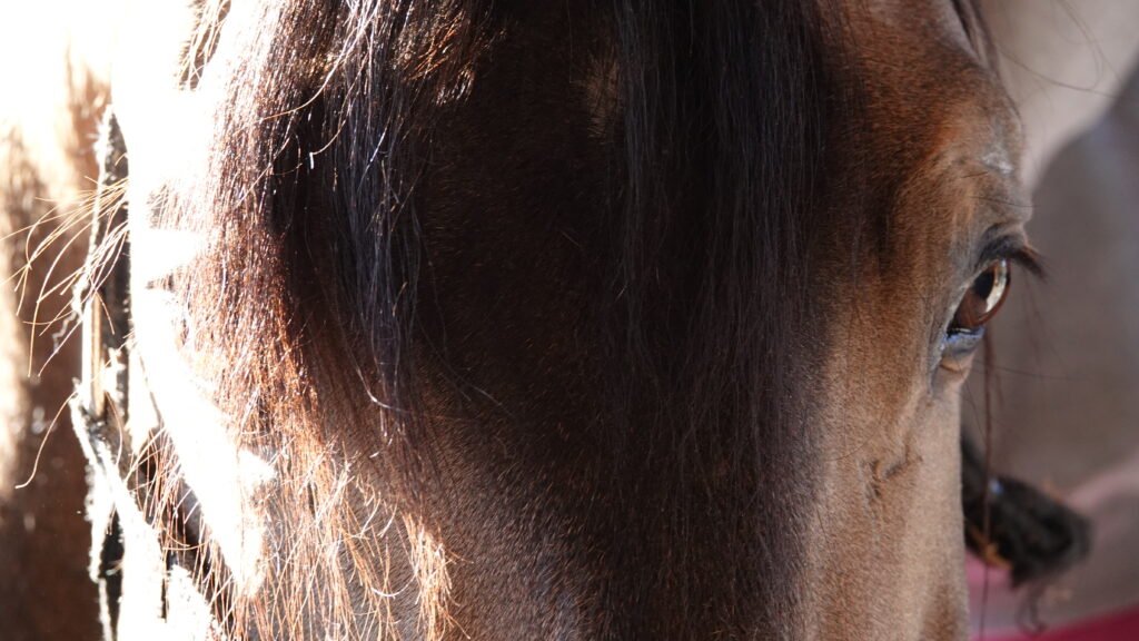 Horse temperament - noble gaze