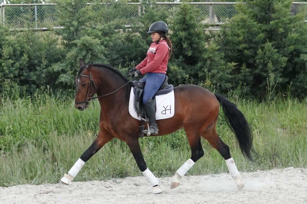 Young Lusitano horse in correct dressage training showing relaxed topline and natural balance at APM Iberian Horses Navarra Spain