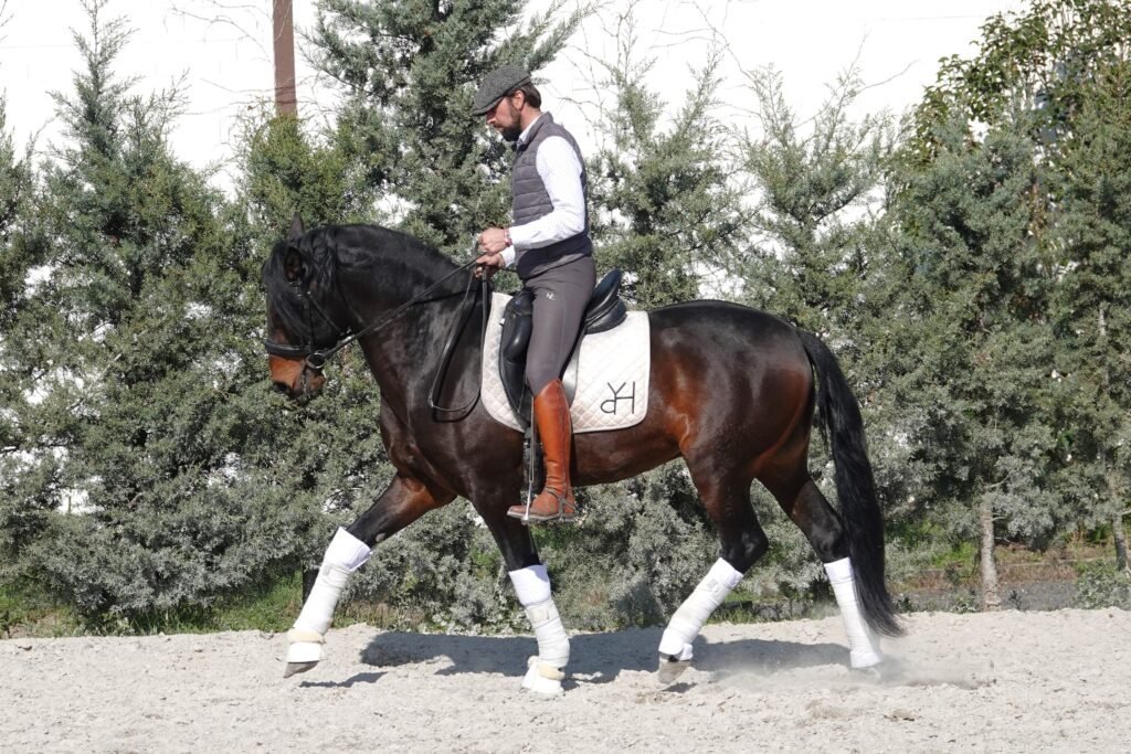 4-year-old Lusitano sport horse northern Spain
